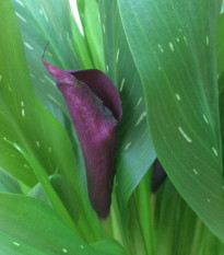 Kala Purple Sensation - Zantedeschia - prodej cibulovin - 1 ks