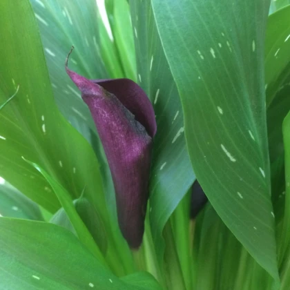 Kala Purple Sensation - Zantedeschia - prodej cibulovin - 1 ks