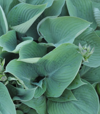 Bohyška - Hosta Blue Angel - prodej cibulovin - 1 ks