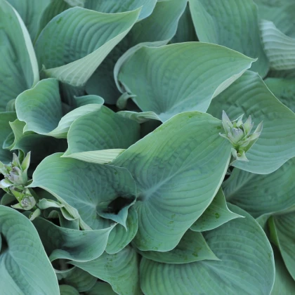 Bohyška - Hosta Blue Angel - prodej cibulovin - 1 ks