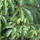 Šeflera actinophylla - Schefflera actinophylla - prodej semen - 6 ks