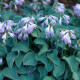 Bohyška - Hosta Mouse Ears - prodej cibulovin - 1 ks