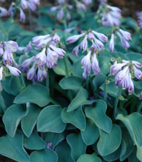 Bohyška - Hosta Mouse Ears - prodej cibulovin - 1 ks
