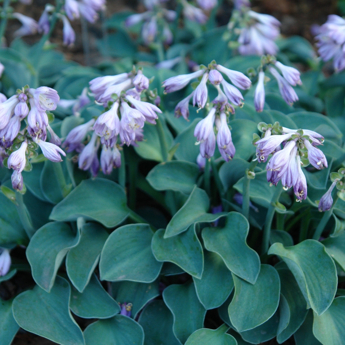 Bohyška - Hosta Mouse Ears - prodej cibulovin - 1 ks