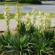 Juka vláknitá - Yucca filamentosa - prodej cibulovin - 1 ks