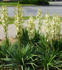 Juka vláknitá - Yucca filamentosa - prodej cibulovin - 1 ks