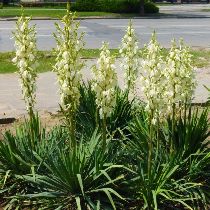 Juka vláknitá - Yucca filamentosa - prodej cibulovin - 1 ks