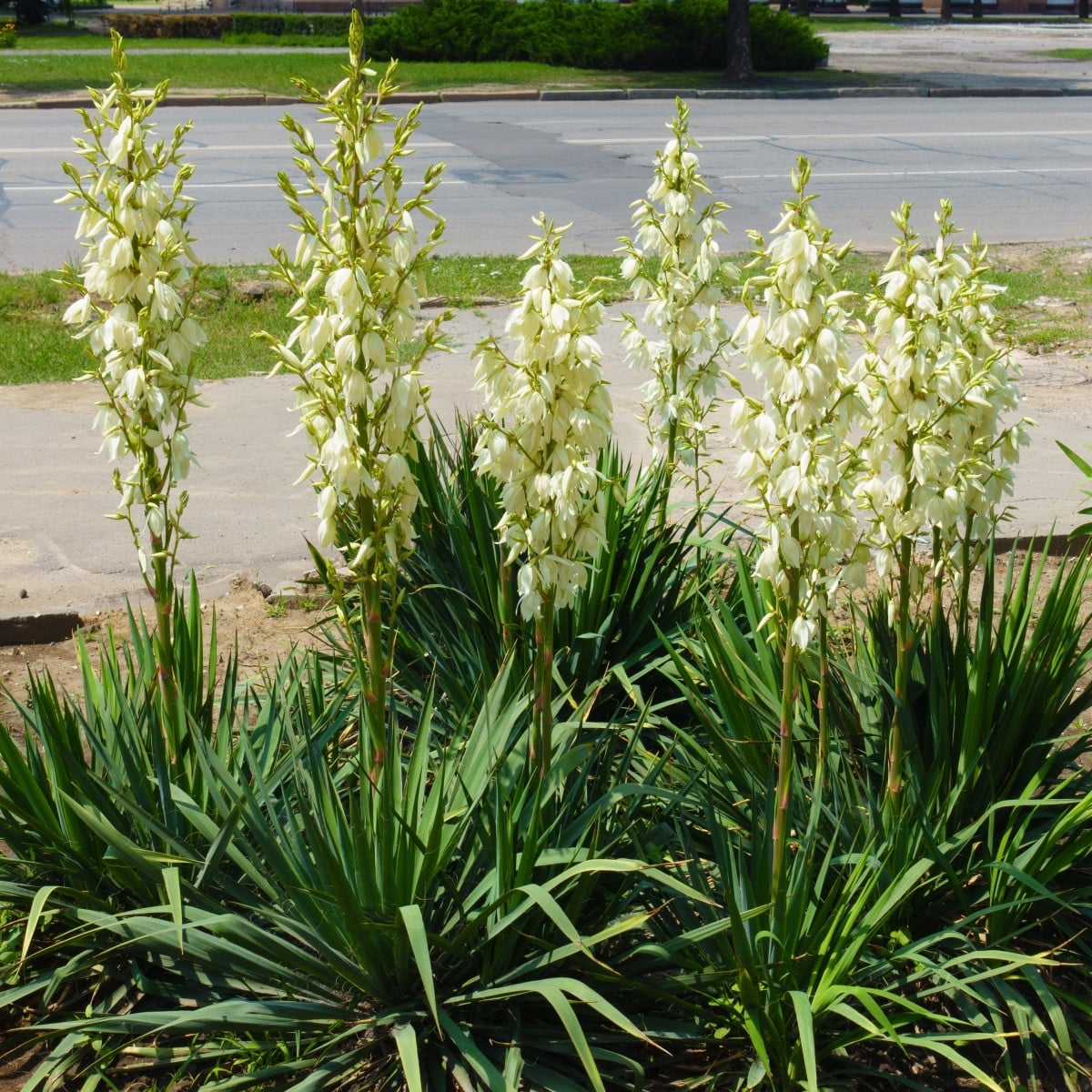 Juka vláknitá - Yucca filamentosa - prodej cibulovin - 1 ks