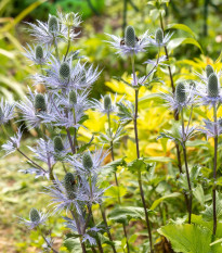 Máčka alpská - Eryngium Alpinum - prodej prostokořenných sazenic - 1 ks