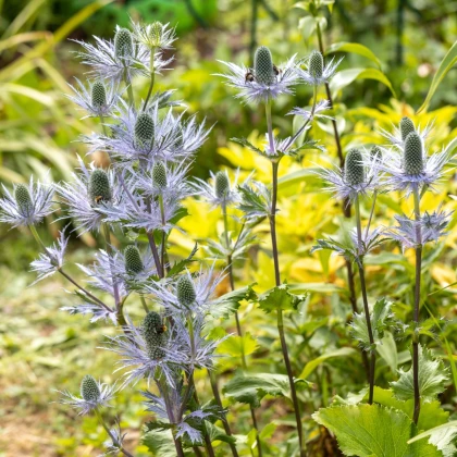 Máčka alpská - Eryngium Alpinum - prodej prostokořenných sazenic - 1 ks