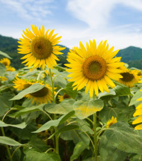 Slunečnice Mongolian Giant - Helianthus annuus - prodej semen - 15 ks