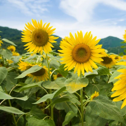 Slunečnice Mongolian Giant - Helianthus annuus - prodej semen - 15 ks