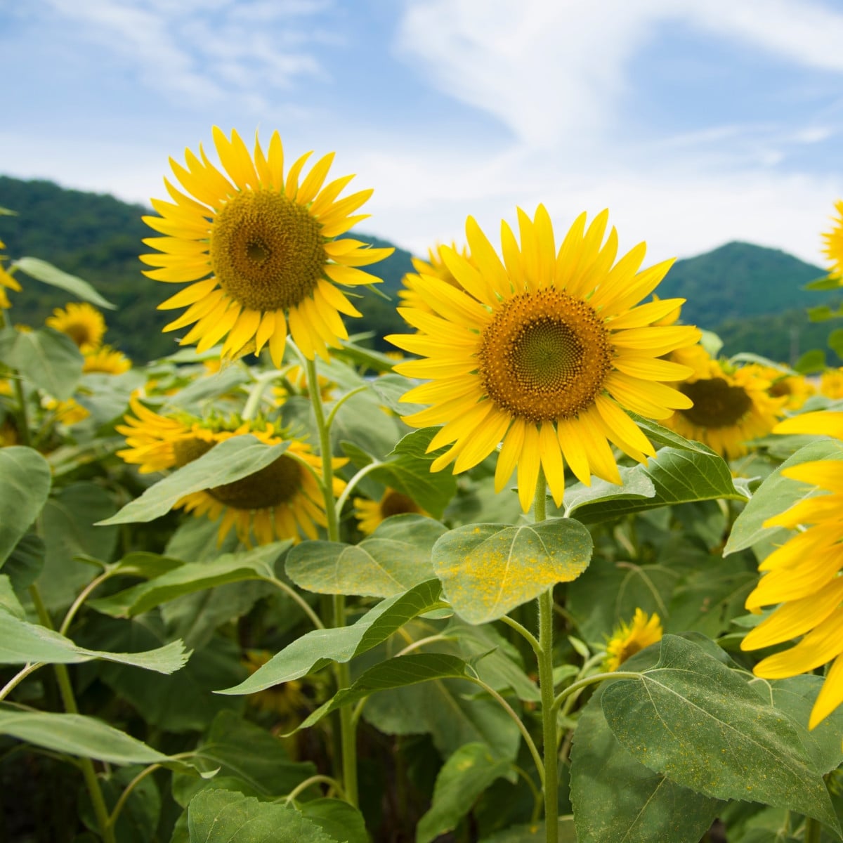 Slunečnice Mongolian Giant - Helianthus annuus - prodej semen - 15 ks