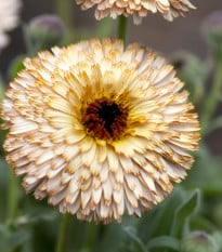 Měsíček lékařský Pygmy Buff - Calendula officinalis - prodej semen - 30 ks