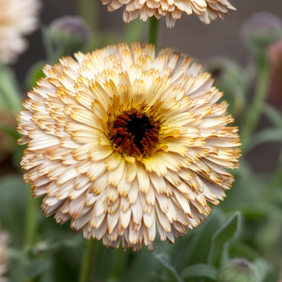Měsíček lékařský Pygmy Buff - Calendula officinalis - prodej semen - 30 ks