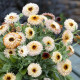 Měsíček lékařský Pygmy Buff - Calendula officinalis - prodej semen - 30 ks