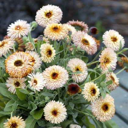 Měsíček lékařský Pygmy Buff - Calendula officinalis - prodej semen - 30 ks