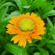 Měsíček lékařský Greenheart Orange - Calendula officinalis - prodej semen - 30 ks