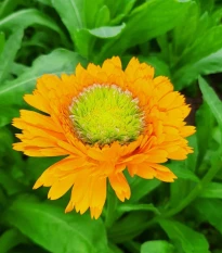 Měsíček lékařský Greenheart Orange - Calendula officinalis - prodej semen - 30 ks