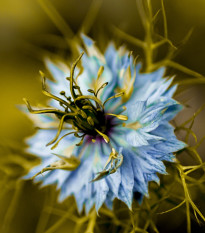 Černucha damašská Miss Jekyll Dark Blue - Nigella damascena - prodej semen - 200 ks