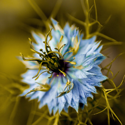 Černucha damašská Miss Jekyll Dark Blue - Nigella damascena - prodej semen - 200 ks
