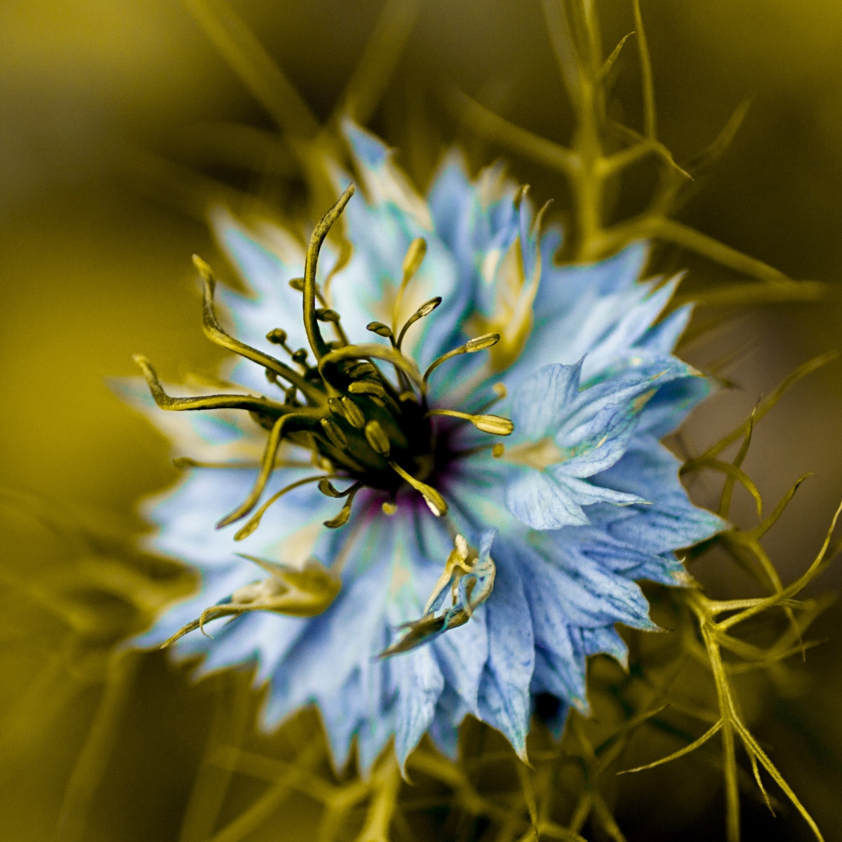 Černucha damašská Miss Jekyll Dark Blue - Nigella damascena - prodej semen - 200 ks