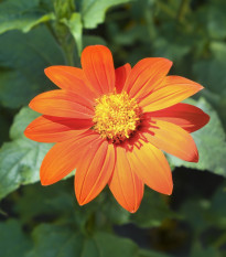 Titónie okrouhlolistá Fiesta Del Sol - Tithonia rotundifolia - prodej semen - 60 ks