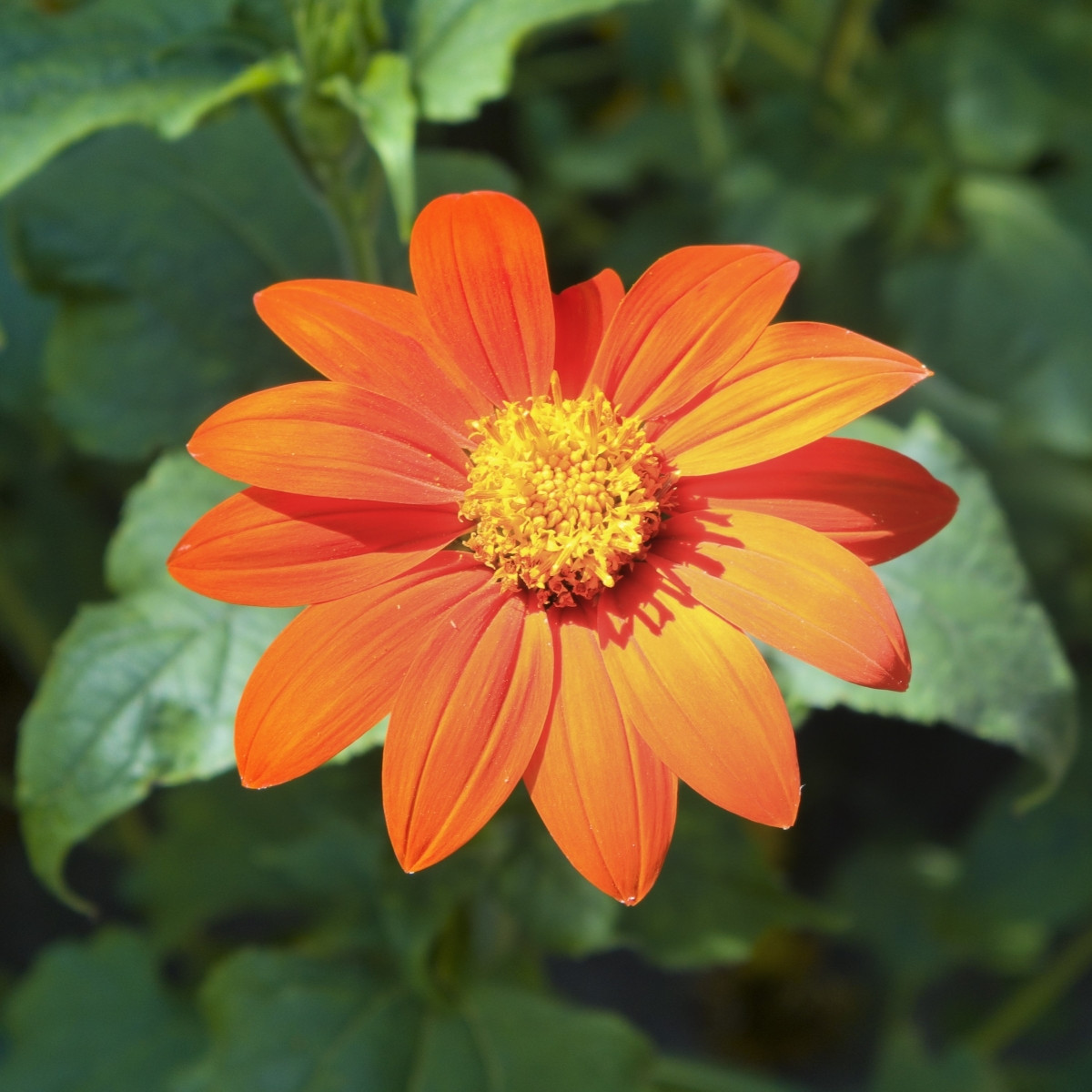 Titónie okrouhlolistá Fiesta Del Sol - Tithonia rotundifolia - prodej semen - 60 ks