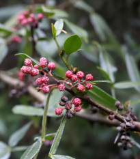 Sečuánský pepř - Zanthoxylum armatum - prodej semen - 5 ks
