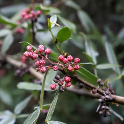 Sečuánský pepř - Zanthoxylum armatum - prodej semen - 5 ks