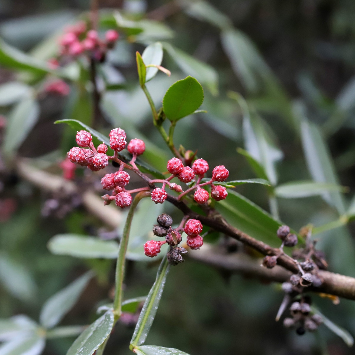 Sečuánský pepř - Zanthoxylum armatum - prodej semen - 5 ks