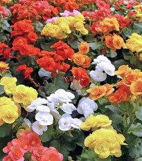 Směs begónií - Begonia mix - prodej cibulovin - 10 ks