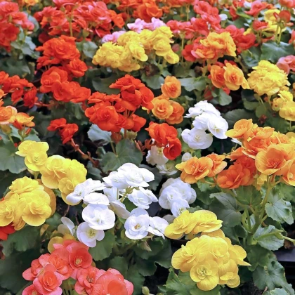 Směs begónií - Begonia mix - prodej cibulovin - 10 ks