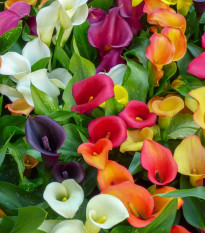 Směs kal - Zantedeschia mix - prodej cibulovin - 5 ks