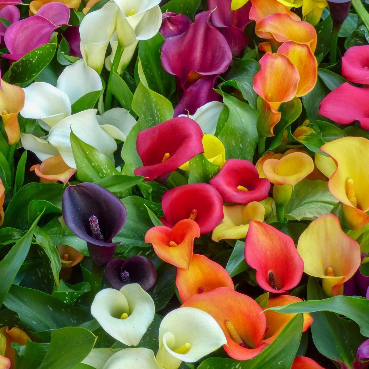 Směs kal - Zantedeschia mix - prodej cibulovin - 5 ks