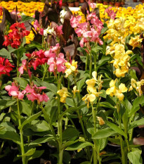 Směs dosen - Canna mix - prodej cibulovin - 5 ks