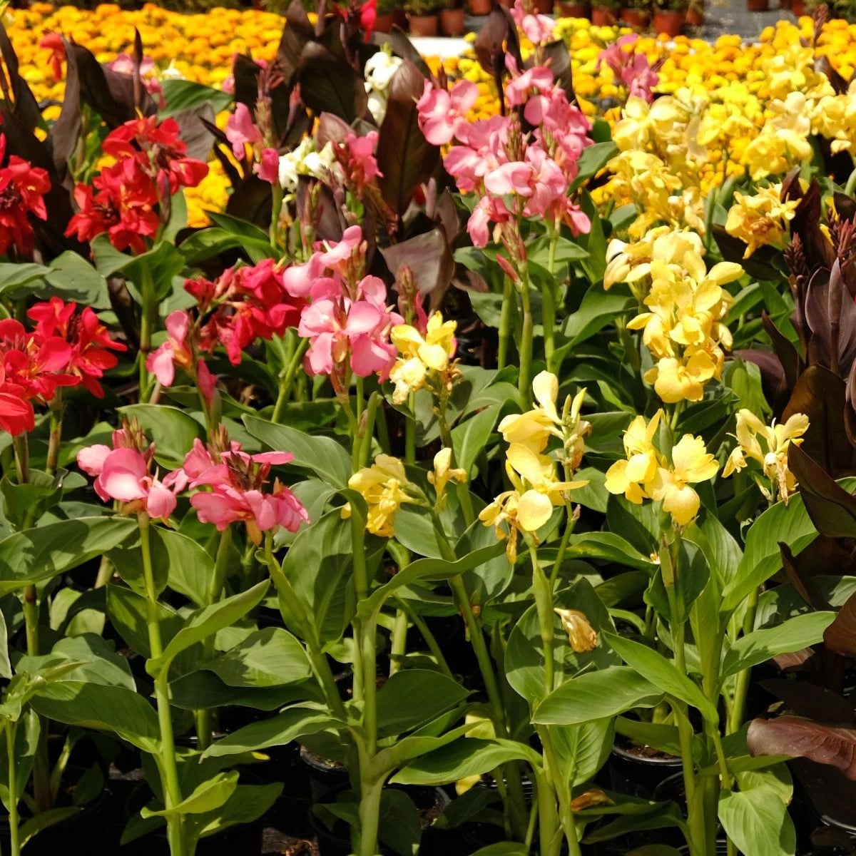 Směs dosen - Canna mix - prodej cibulovin - 5 ks