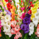 Směs gladiol - Gladiolus mix - prodej cibulovin - 15 ks