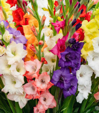 Směs gladiol - Gladiolus mix - prodej cibulovin - 15 ks