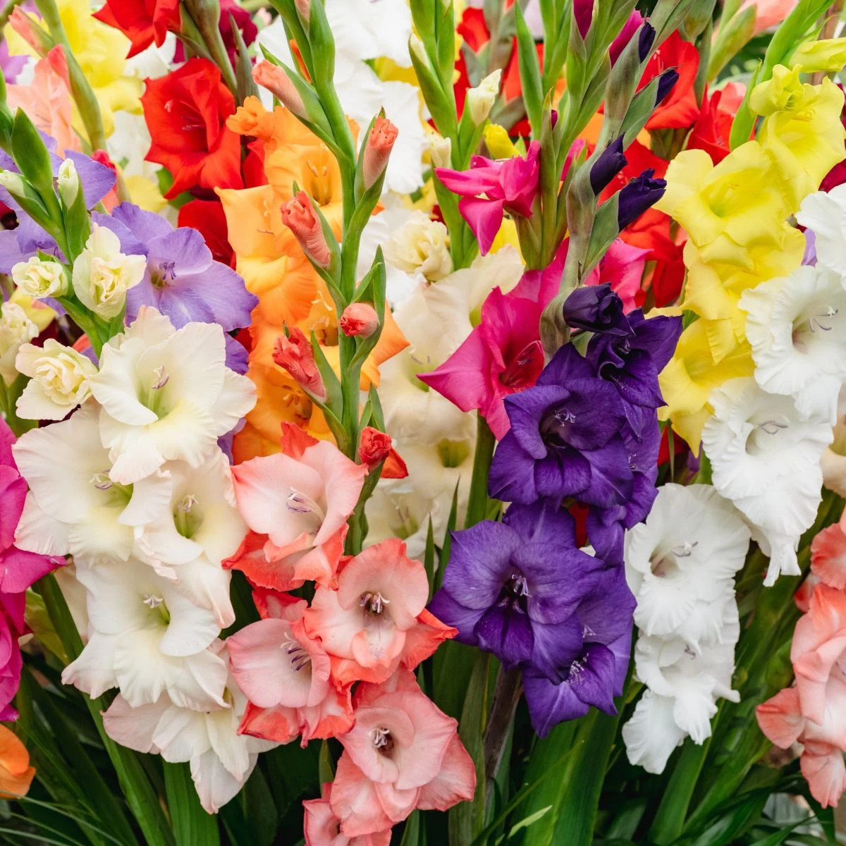 Směs gladiol - Gladiolus mix - prodej cibulovin - 15 ks