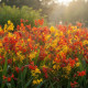 Směs montbrécií - Crocosmia mix - prodej cibulovin - 20 ks