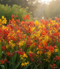 Směs montbrécií - Crocosmia mix - prodej cibulovin - 20 ks