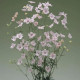Stračka Jennys Pearl F1 Pink - Delphinium grandiflorum - prodej semen - 10 ks