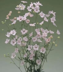 Stračka Jennys Pearl F1 Pink - Delphinium grandiflorum - prodej semen - 10 ks