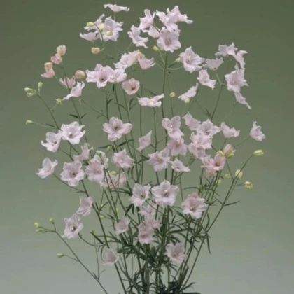 Stračka Jennys Pearl F1 Pink - Delphinium grandiflorum - prodej semen - 10 ks