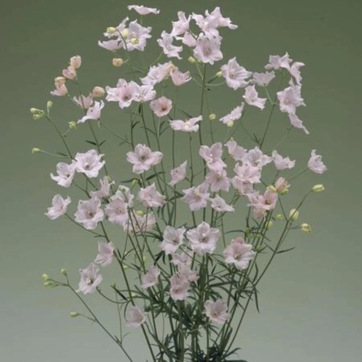 Stračka Jennys Pearl F1 Pink - Delphinium grandiflorum - prodej semen - 10 ks