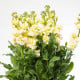 Fiala Cinderella Yellow - Matthiola incana - prodej semen - 40 ks