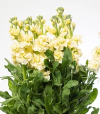 Fiala Cinderella Yellow - Matthiola incana - prodej semen - 40 ks
