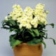 Fiala Cinderella Yellow - Matthiola incana - prodej semen - 40 ks