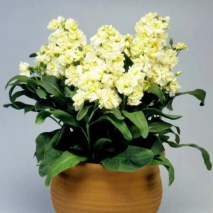 Fiala Cinderella Yellow - Matthiola incana - prodej semen - 40 ks